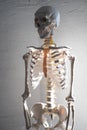 Human skeleton on a white textured background, sunlight, contrast lighting. Royalty Free Stock Photo