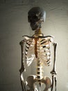 Human skeleton on a white textured background, sunlight, contrast lighting. Royalty Free Stock Photo