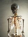 Human skeleton on a white textured background, sunlight, contrast lighting. Royalty Free Stock Photo