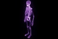 Human Skeleton Wireframe Hologram in Motion. Nice 3D Rendering