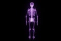 Human Skeleton Wireframe Hologram in Motion. Nice 3D Rendering