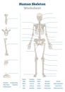 Human skeleton worksheet vector illustration. Blank educational bone scheme