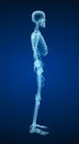Human skeleton, xray view. Medically accurate