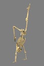 Human skeleton in yoga position, 3D illustration