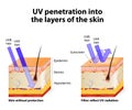 Human skin. Of absorbing and reflected uv rays Royalty Free Stock Photo