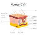 Human Skin Anatomy