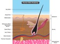 Human skin anatomy infographic diagram