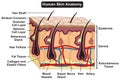 Human skin anatomy structure and parts infographic diagram Royalty Free Stock Photo