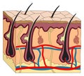 Human skin anatomy structure and parts infographic diagram Royalty Free Stock Photo