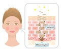 Human skin cell turnover anatomy and woman face. Beauty and skin care concept.