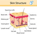 Human skin and hair structure. Anatomical sign. Beauty care isolated illustration Royalty Free Stock Photo