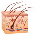 Human skin and hair structure. Vector illustration