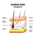 Human skin layer vector cross section Royalty Free Stock Photo