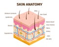 Human skin layers anatomy, dermis, epidermis and hypodermis tissue. Skin structure, veins, sweat pores and hair