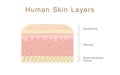 Human Skin Layers Royalty Free Stock Photo