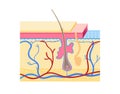 Human skin layers Vector illustration. Cross section of the Human skin with hair follicle, blood vessels and glands. Royalty Free Stock Photo