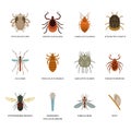 Human skin parasites and housing pests insects isolated disease bug macro animal bite vector illustration