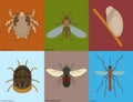 Human skin parasites vector housing pests insects disease parasitic bug macro animal bite dangerous infection medicine