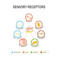 Human skin and sensory receptors. Royalty Free Stock Photo