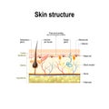 Human skin structure Royalty Free Stock Photo