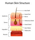 Human skin structure, vector illustration Royalty Free Stock Photo