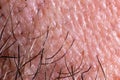 Human skin texture with pores and hair