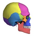 Human Skull Anatomy