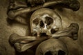 Human Skull And Bones