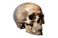 Human skull isolated on white background.