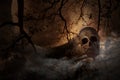 Human skull on old fence over dead tree, moon and cloudy sky, My