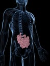 Human small intestine