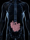 Human small intestine