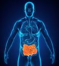 Human Small Intestine Anatomy