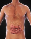 Human Small Intestine Anatomy