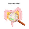 Human small intestine, colon and magnifying glass. Close-up of good bacteria Royalty Free Stock Photo