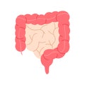 Human small and large intestine, internal organs of digestive tract Royalty Free Stock Photo