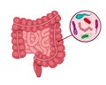 Human small and large intestine and intestinal bacteria.