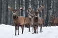 Human Smell: Red Deer Buck, Craning His Neck And Raised His Head Feels The Presence Of Man. Group Of Multiple Adult Deer Stag On S