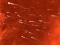 Human sperm Royalty Free Stock Photo