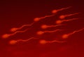 Human Sperm Cell Royalty Free Stock Photo