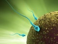 Človek spermie bunky a vajcia 