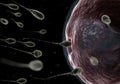 Human sperm fertilizing an egg Royalty Free Stock Photo