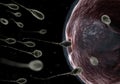 Human sperm fertilizing an egg