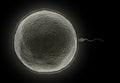 Human sperm with ovum