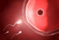 Human sperm with ovum Royalty Free Stock Photo