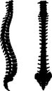 Human Spinal Column