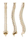 Human spinal column or backbone from various angles isolated on a white background. Medical and anatomy scientific 3D render