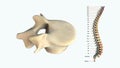 The human spinal column - L5