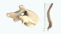 The human spinal column - L4