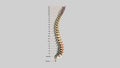 The human spinal column - rotation